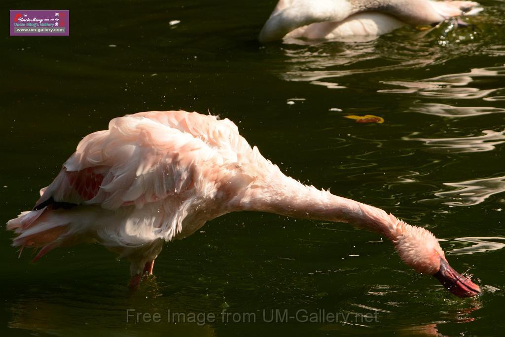 20180331birds-kowloon-park_DSC_1060.JPG