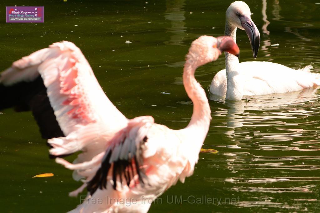 20180331birds-kowloon-park_DSC_1063.JPG