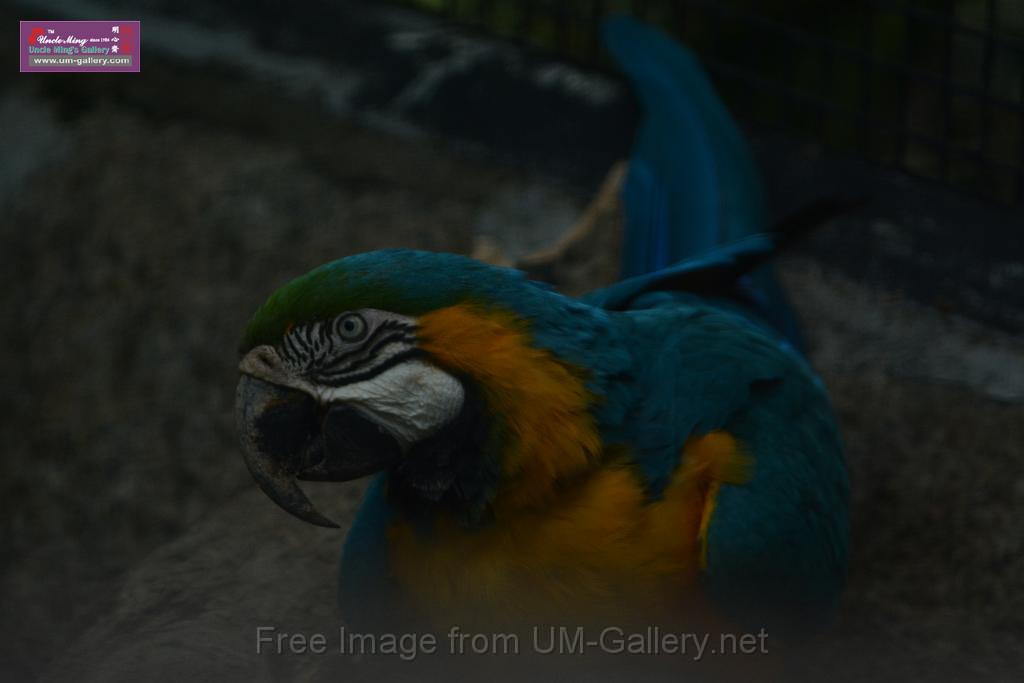 20180331birds-kowloon-park_DSC_1072.JPG