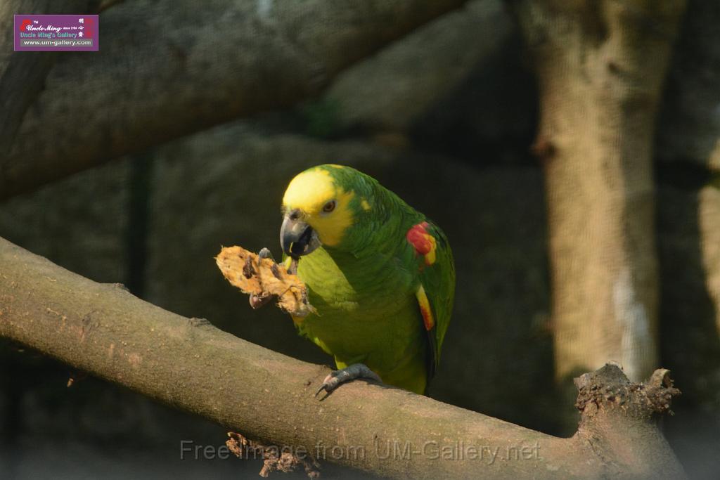 20180331birds-kowloon-park_DSC_1080.JPG