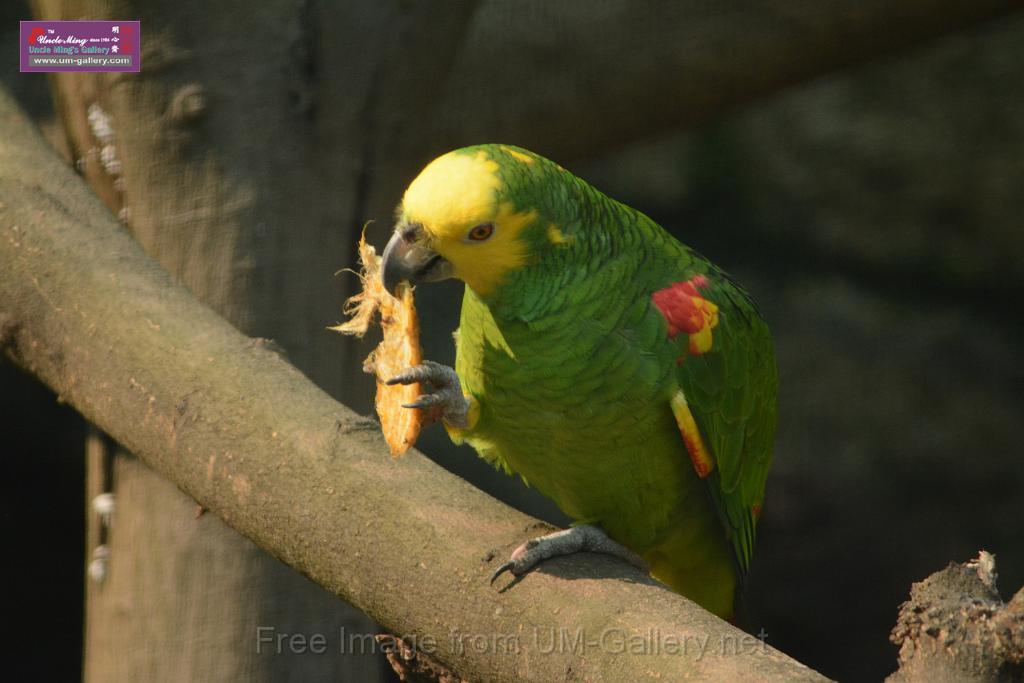 20180331birds-kowloon-park_DSC_1086.JPG