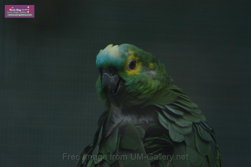 20180331birds-kowloon-park_DSC_1091.JPG