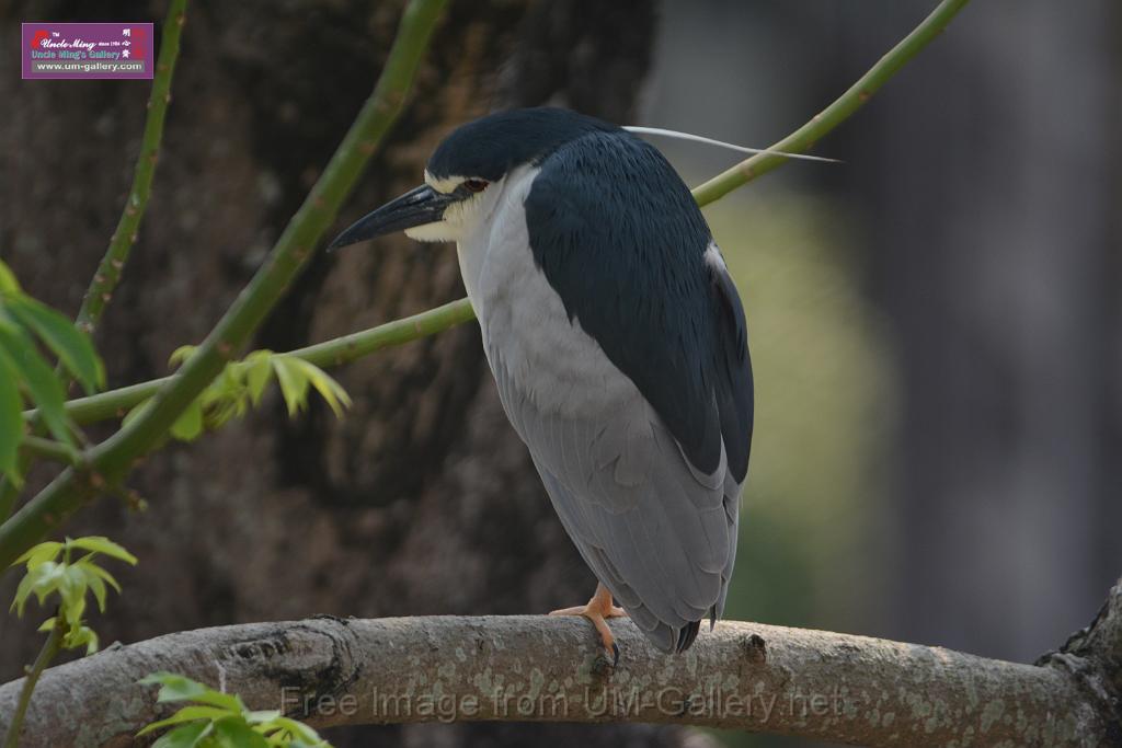 20180401birds-taipo-park_DSC_1098.JPG