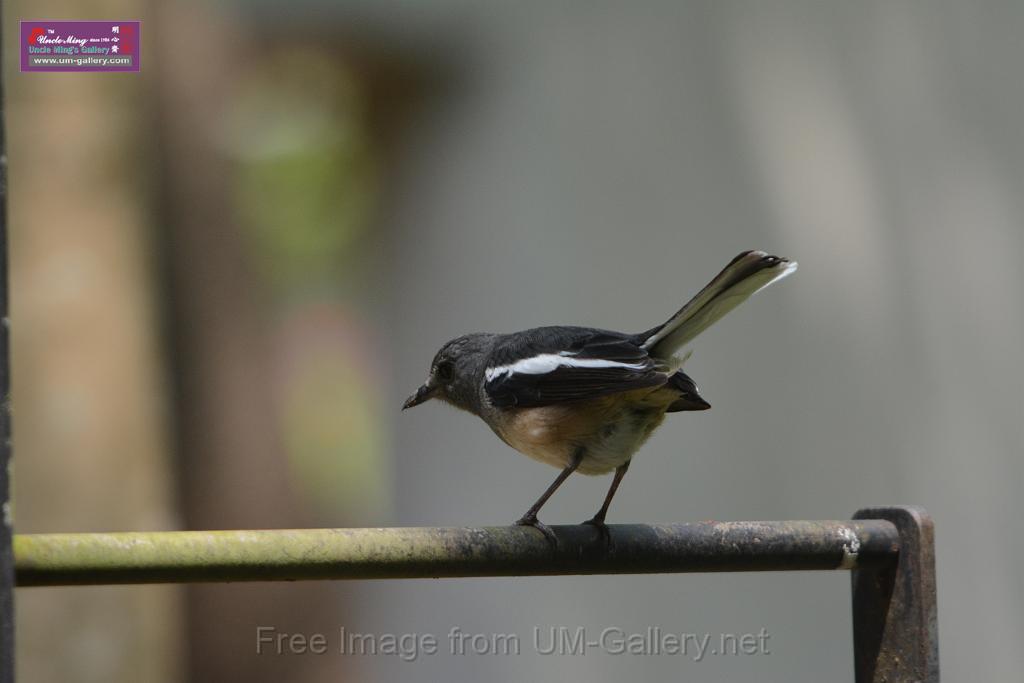 20180401birds-taipo-park_DSC_1176.JPG