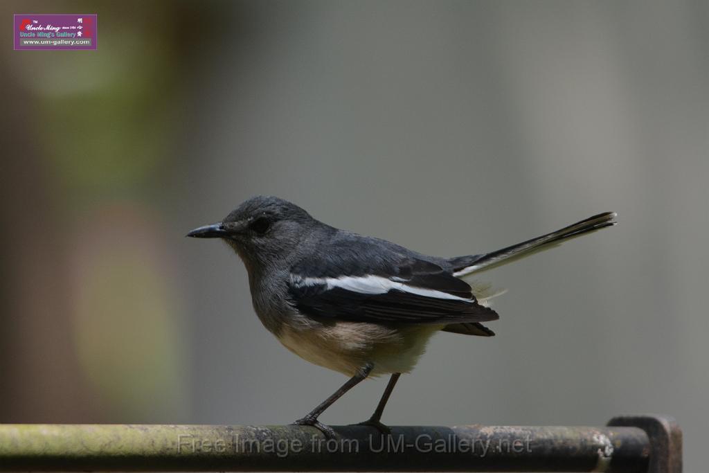 20180401birds-taipo-park_DSC_1177.JPG