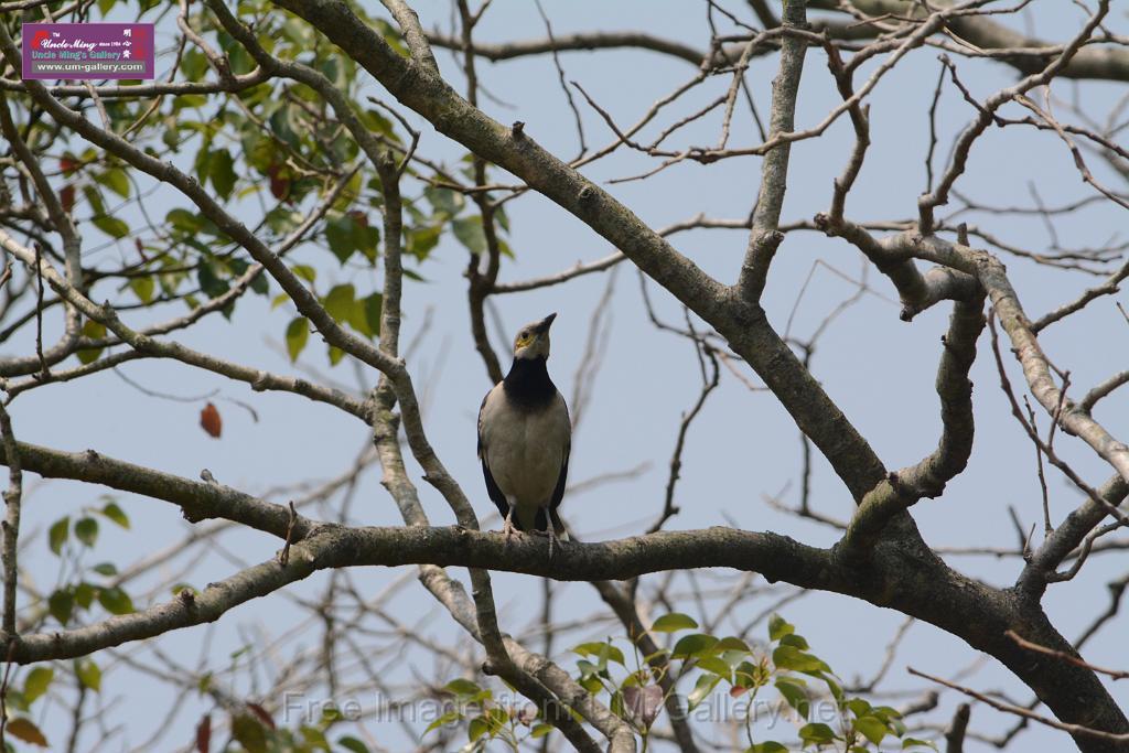 20180401birds-taipo-park_DSC_1183.JPG