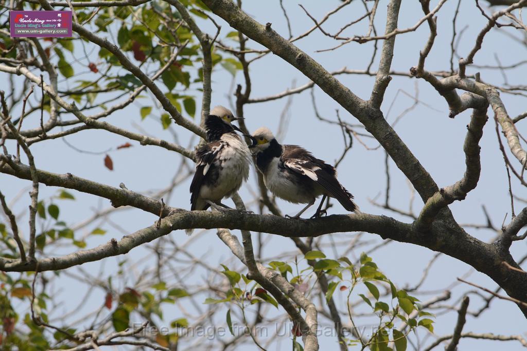 20180401birds-taipo-park_DSC_1186.JPG