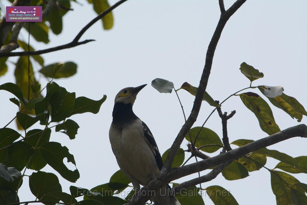 20180401birds-taipo-park_DSC_1195.JPG