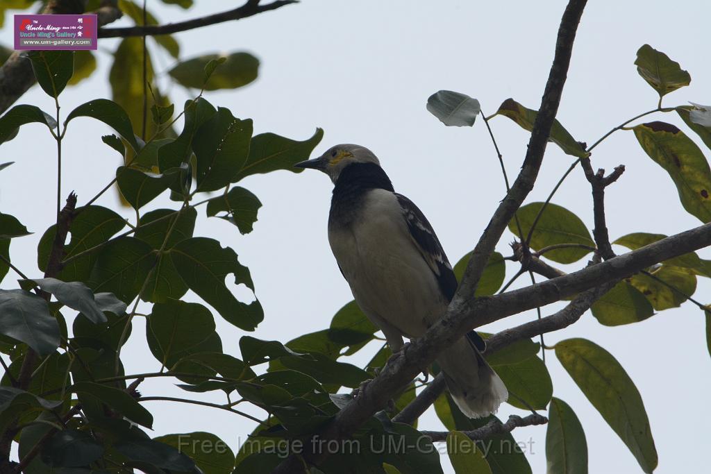 20180401birds-taipo-park_DSC_1197.JPG