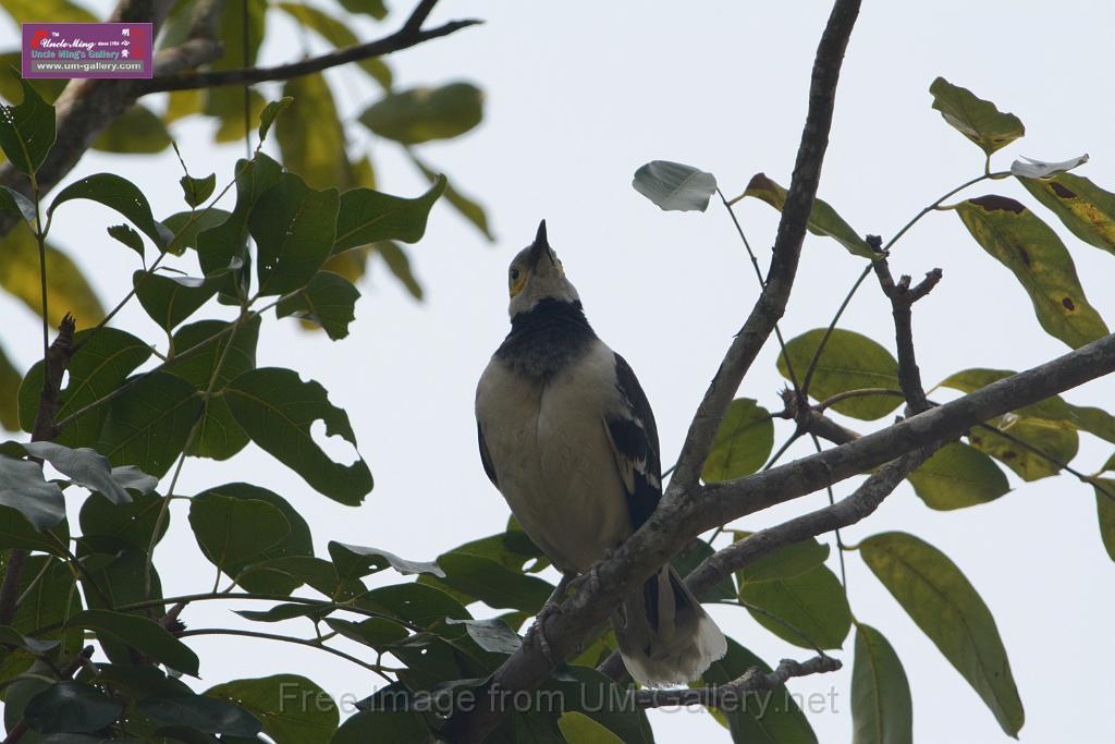 20180401birds-taipo-park_DSC_1198.JPG