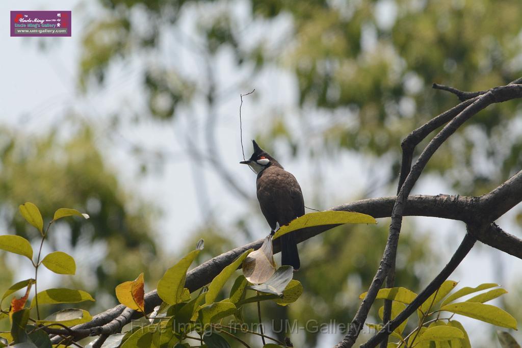 20180401birds-taipo-park_DSC_1200.JPG