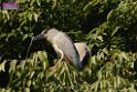 20180331birds-kowloon-park_DSC_1009