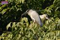 20180331birds-kowloon-park_DSC_1012