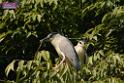 20180331birds-kowloon-park_DSC_1013