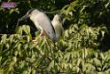 20180331birds-kowloon-park_DSC_1015