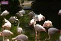 20180331birds-kowloon-park_DSC_1017