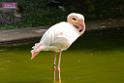 20180331birds-kowloon-park_DSC_1027