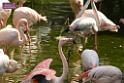 20180331birds-kowloon-park_DSC_1029