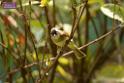 20180331birds-kowloon-park_DSC_1031