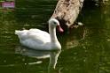 20180331birds-kowloon-park_DSC_1034