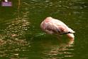 20180331birds-kowloon-park_DSC_1048