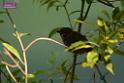 20180331birds-kowloon-park_DSC_1051