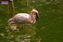 20180331birds-kowloon-park_DSC_1055