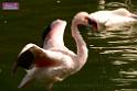 20180331birds-kowloon-park_DSC_1061