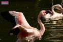 20180331birds-kowloon-park_DSC_1062