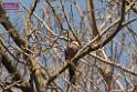 20180331birds-kowloon-park_DSC_1067