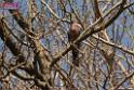 20180331birds-kowloon-park_DSC_1068