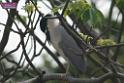 20180401birds-taipo-park_DSC_1095