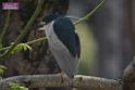 20180401birds-taipo-park_DSC_1099