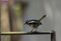 20180401birds-taipo-park_DSC_1176