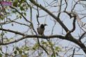 20180401birds-taipo-park_DSC_1181