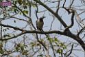 20180401birds-taipo-park_DSC_1182