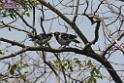 20180401birds-taipo-park_DSC_1184