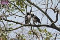 20180401birds-taipo-park_DSC_1187