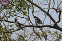 20180401birds-taipo-park_DSC_1188