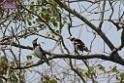 20180401birds-taipo-park_DSC_1189