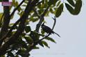 20180401birds-taipo-park_DSC_1194