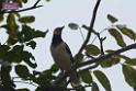 20180401birds-taipo-park_DSC_1196