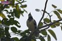 20180401birds-taipo-park_DSC_1198