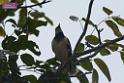 20180401birds-taipo-park_DSC_1199