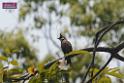 20180401birds-taipo-park_DSC_1200