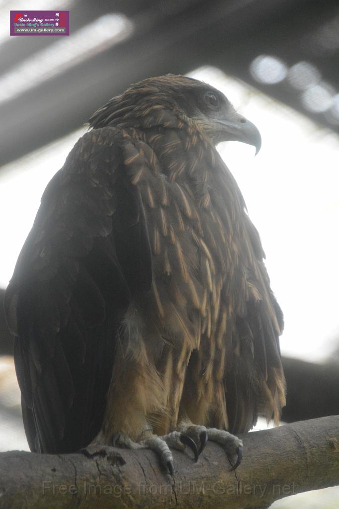 2019331sm-kadoorie-farmDSC_3787.JPG