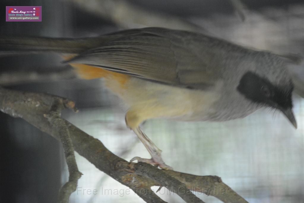 2019331sm-kadoorie-farmDSC_3821.JPG