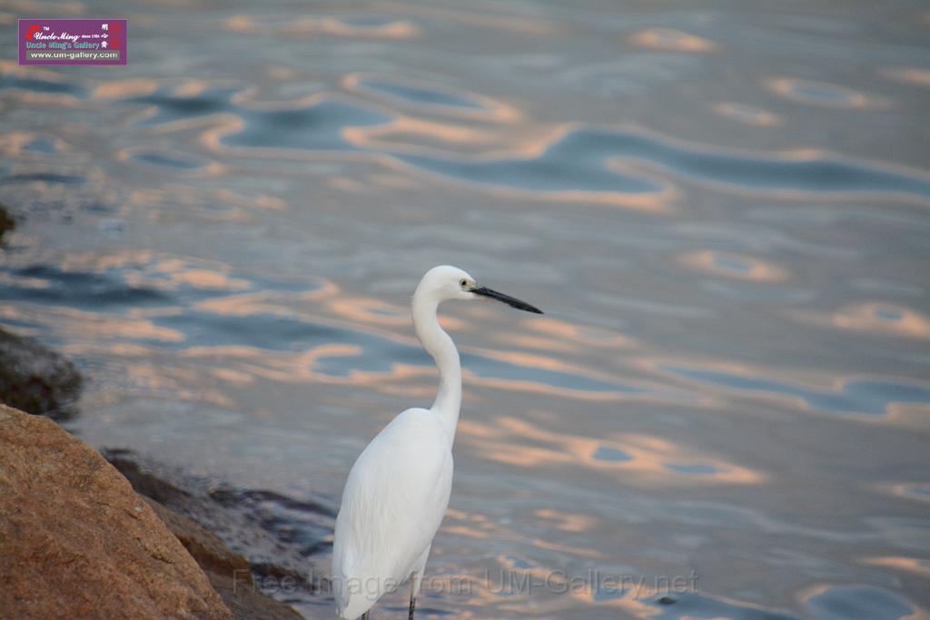 2019birdl-DSC_2225.JPG