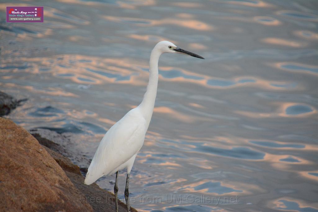 2019birdl-DSC_2227.JPG