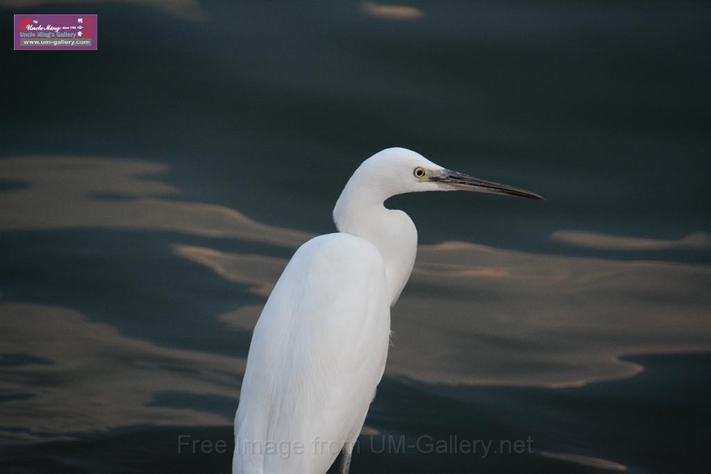 2019birdl-DSC_2238.JPG